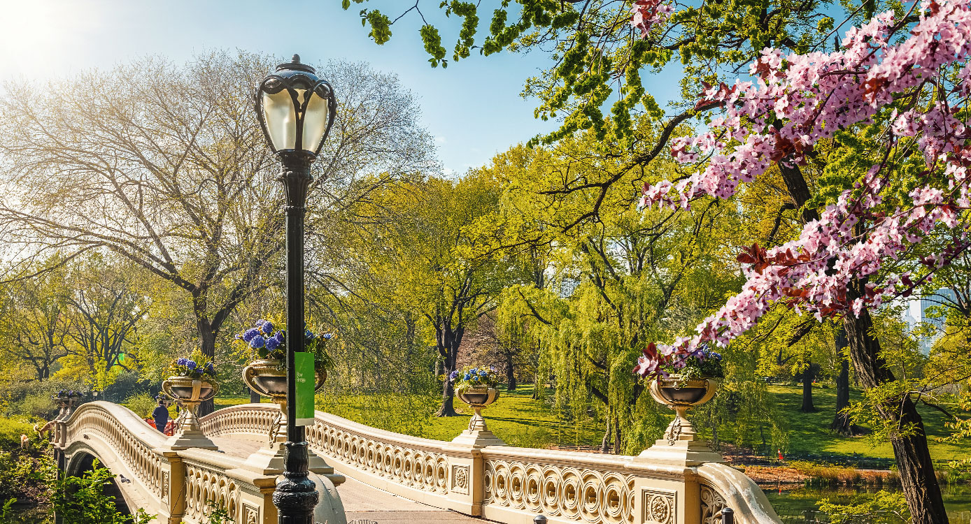 Engagement in Central park in New York